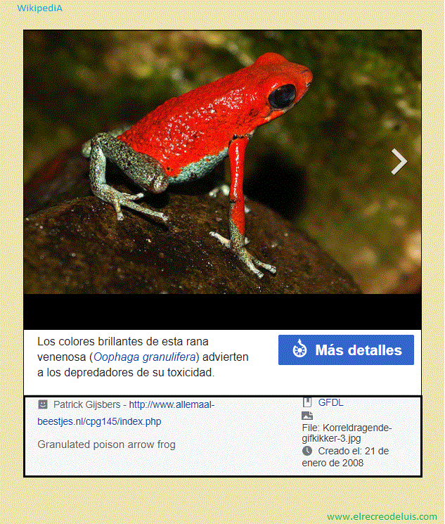 Oophaga granulifera (156K)