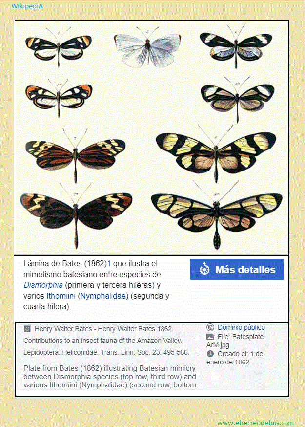 laminas de bates (177K)