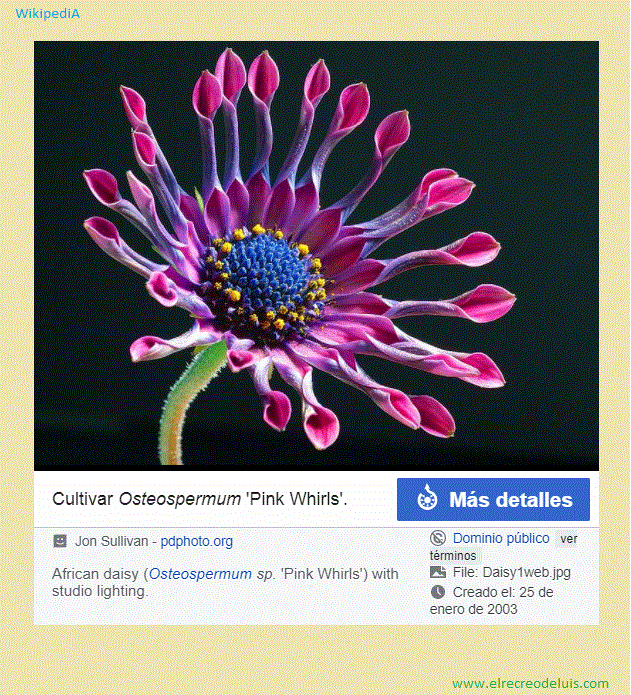 Osteospermum sp. (176K)