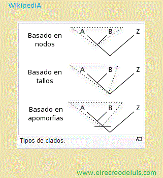 tipos de clados (24K)