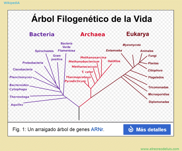 arbol de genes (126K)
