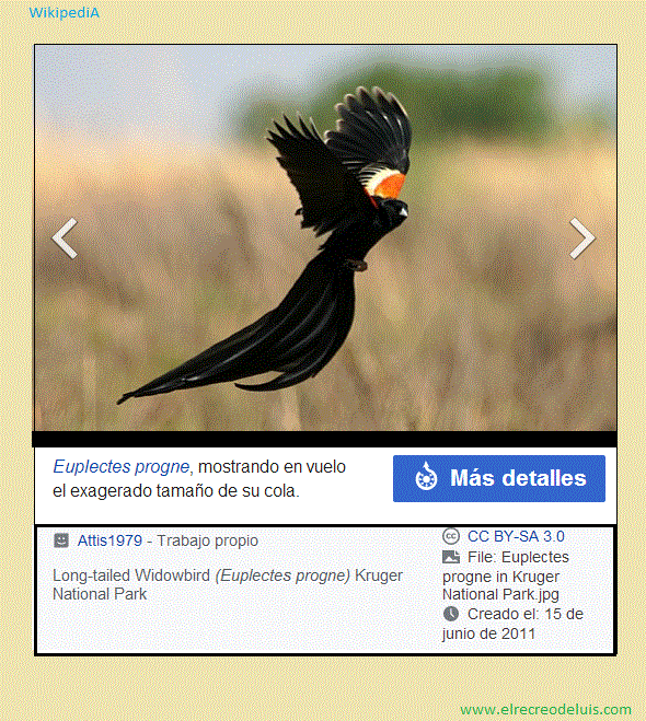 Euplectes progne (122K)