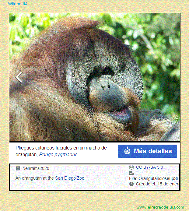Pongo pygmaeus (195K)