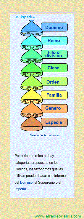 categorias taxonomicas (64K)