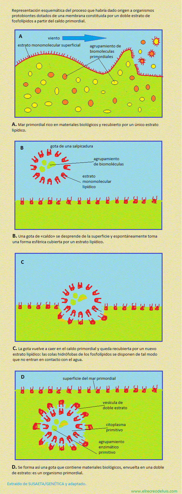 organismo primordial (289K)