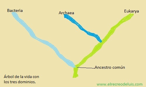 arbol de la vida con los tres dominios (21K)