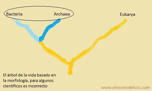 el arbol de la vida basado en la morfologia (27K)
