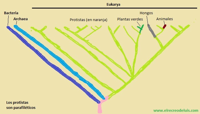 los protistas son parafileticos (57K)