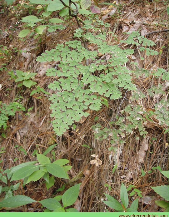 Helecho del nuevo mundo
