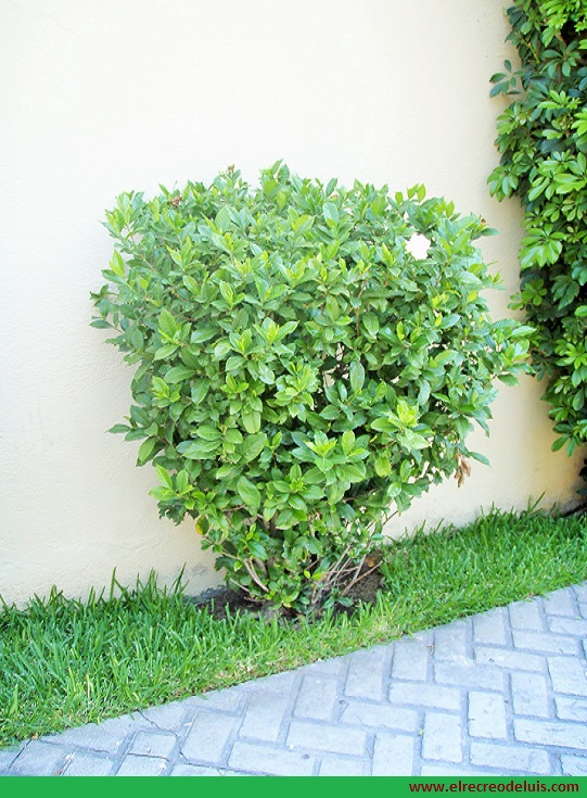 Calle de San Salvador, con gardenia