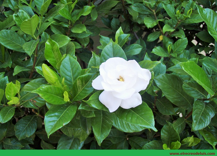 Flor de Gardenia en las calles de San Salvador