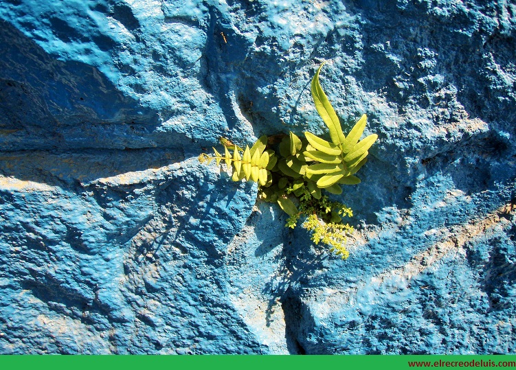 Vida entre las grietas  I