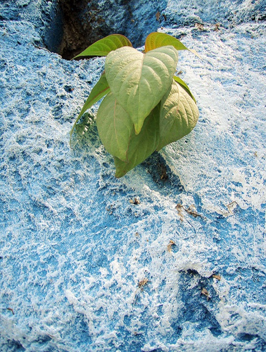 Vida entre las griestas II