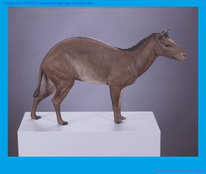 hyracotherium 1 (132K)