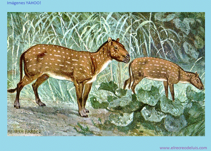 hyracotherium (172K)