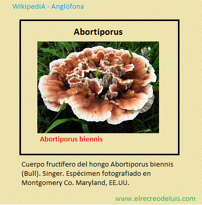 abortiporus (61K)
