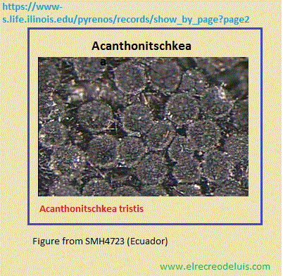 acanthonitschkea tristis (62K)