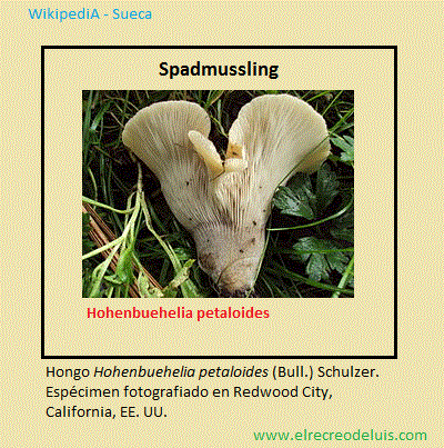 hohenbuehelia petaloides (64K)