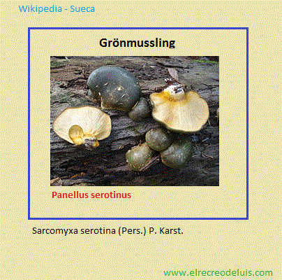 panellus serotinus (61K)