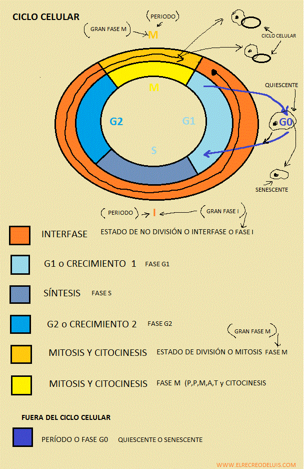 ciclo celular 1 (163K)
