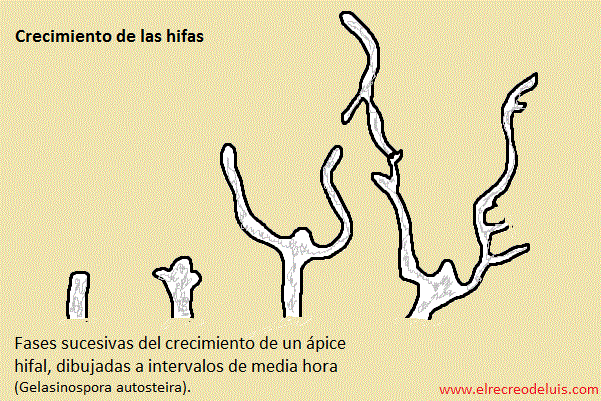 crecimiento de las hifas (68K)