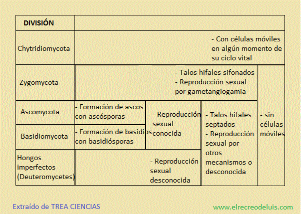 division de los hongos (77K)