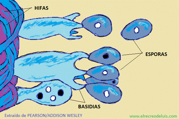 esporas en basidia (pequenos pedestales) (85K)