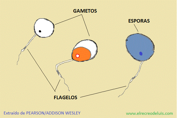 esporas y gametos de quitridios (67K)