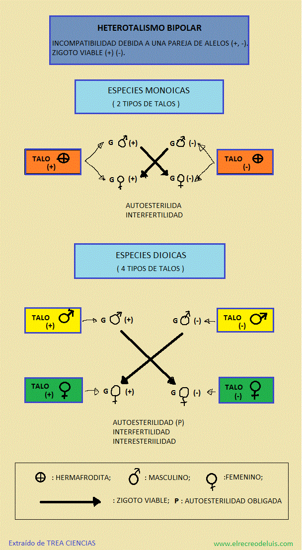 heterotalismo bipolar (186K)
