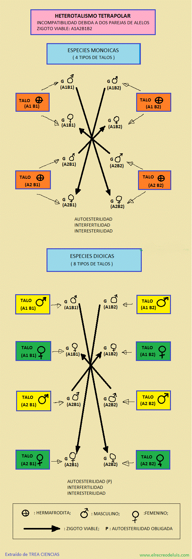 heterotalismo tetrapolar (299K)