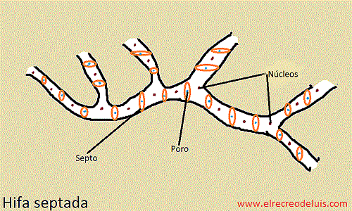 hifa septada (70K)