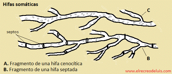 hifas somaticas (44K)