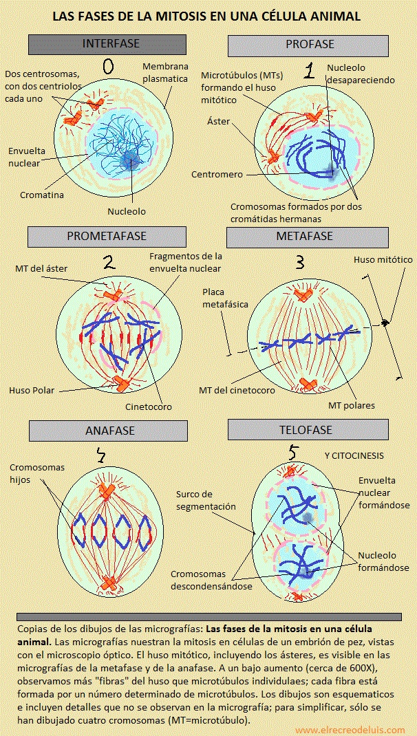 las fases de la mitosis en una celula animal (222K)