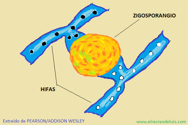 zigosporangio (75K)